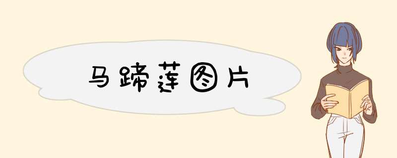 马蹄莲图片