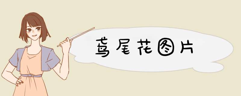 鸢尾花图片