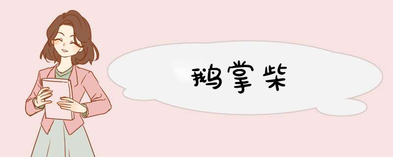 鹅掌柴
