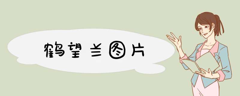 鹤望兰图片