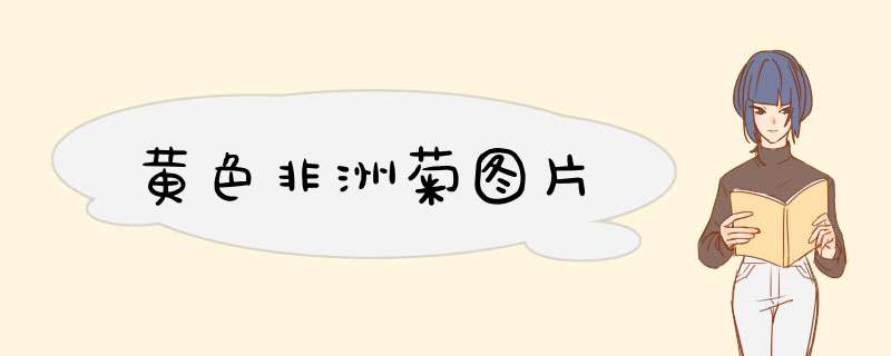 黄色非洲菊图片
