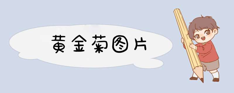 黄金菊图片
