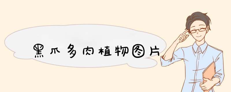 黑爪多肉植物图片