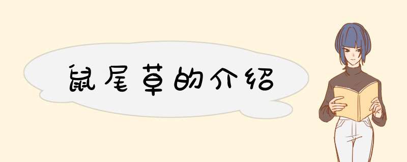 鼠尾草的介绍