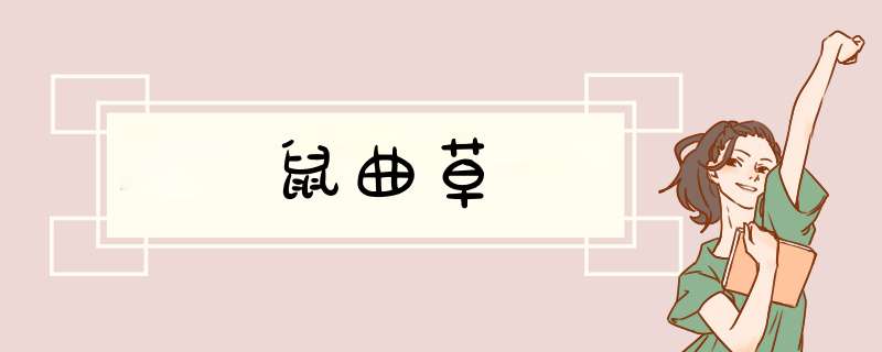 鼠曲草