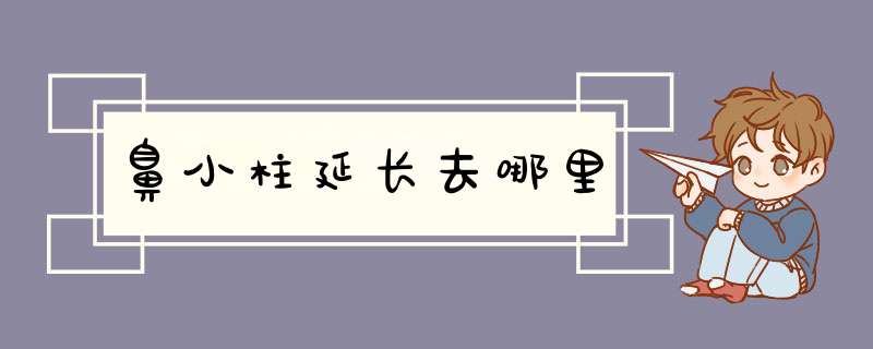 鼻小柱延长去哪里